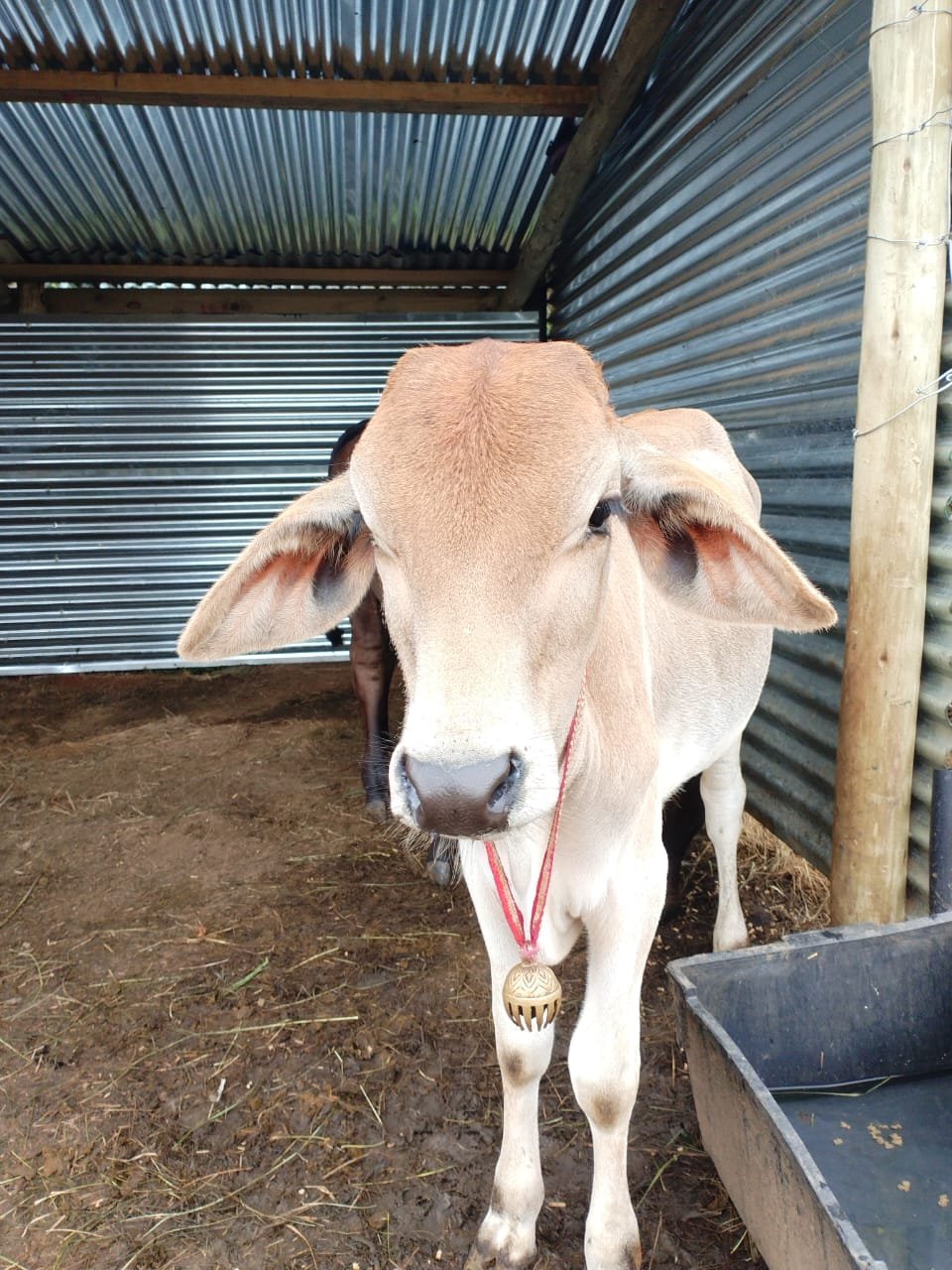 Calf close-up at the goshala