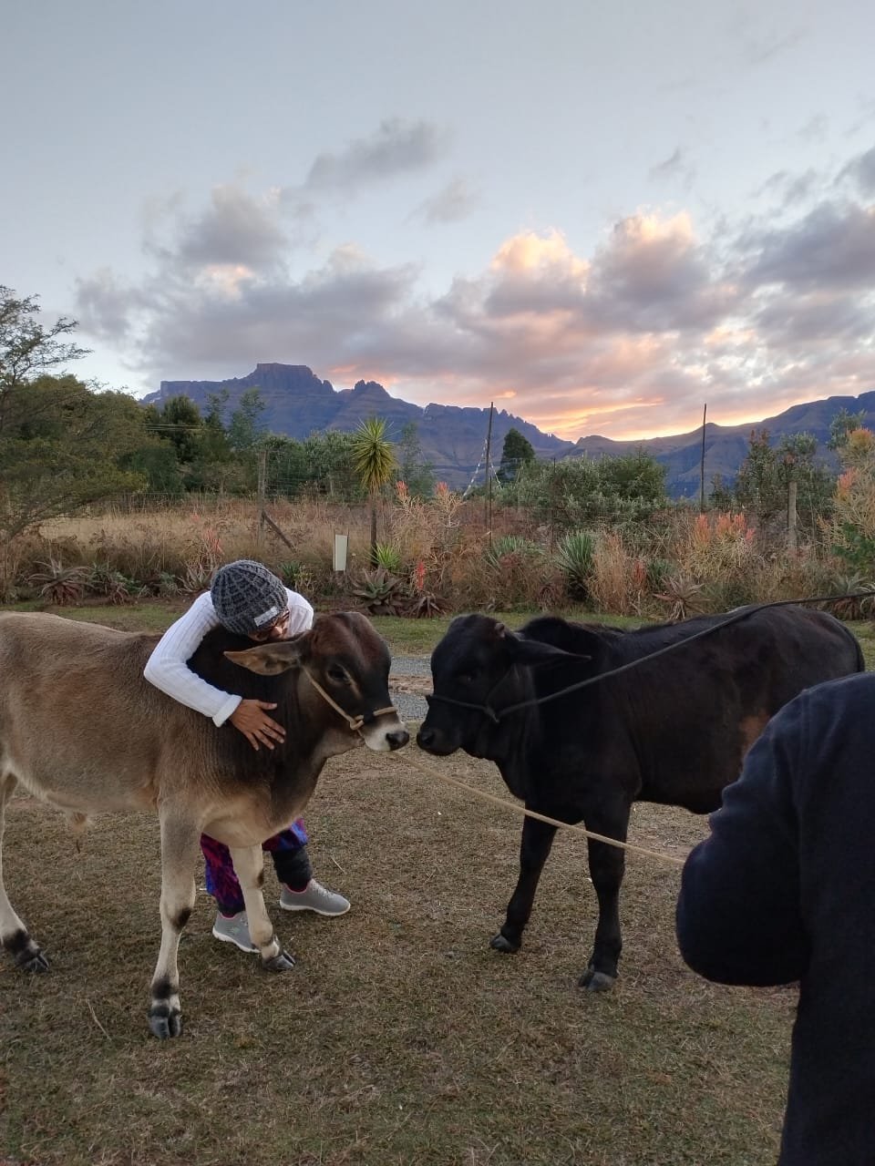 The cows of the Shiva Kshetra goshala at sunset